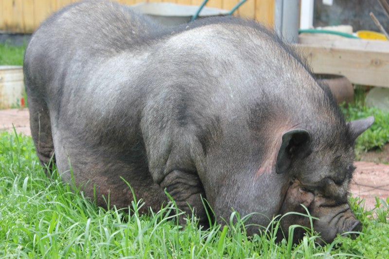 Вислоухая свинья (67 фото)