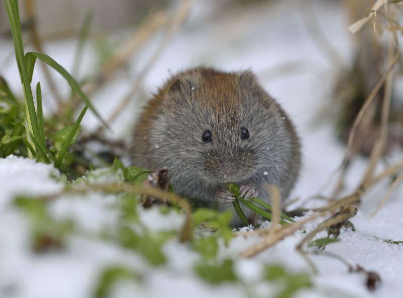 Сибирский лемминг Lemmus sibiricus