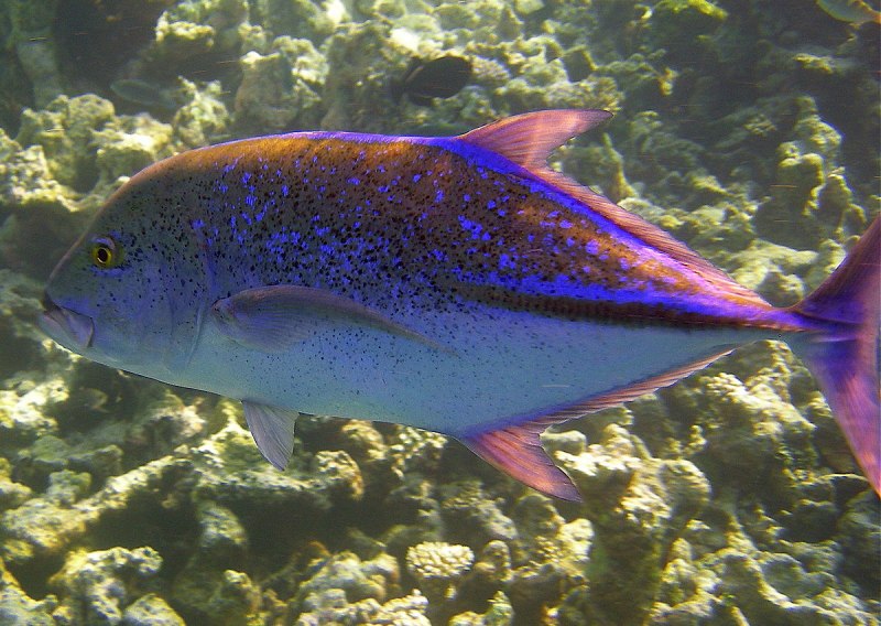 Каранкс рыба (79 фото)