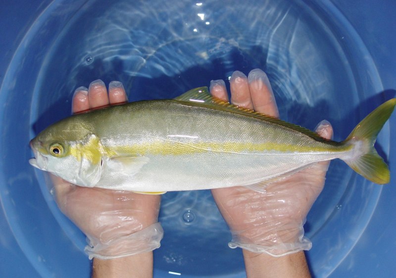 Желтохвостик рыба (59 фото)