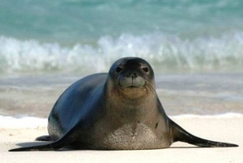 Карибский тюлень (69 фото)