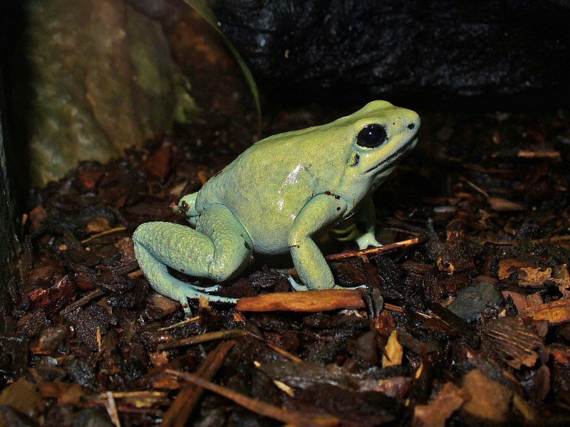 Ужасный листолаз (phyllobates terribilis)