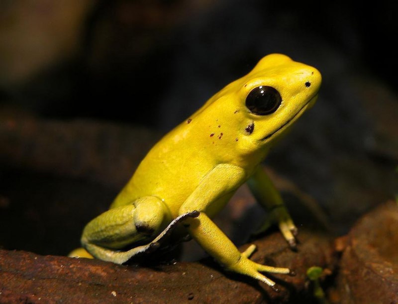 Ужасный листолаз (phyllobates terribilis)