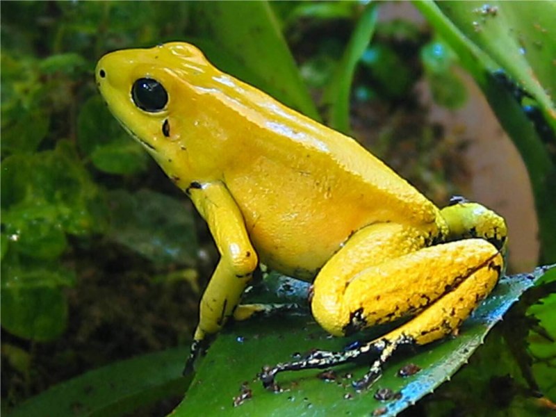 Ужасный листолаз (phyllobates terribilis)