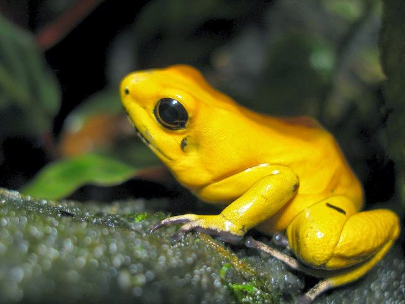 Ужасный листолаз (phyllobates terribilis)