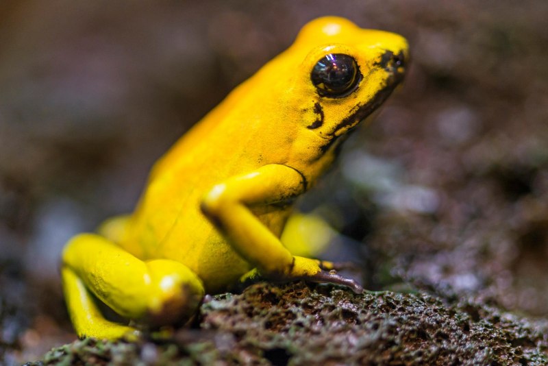 Ужасный листолаз (phyllobates terribilis)