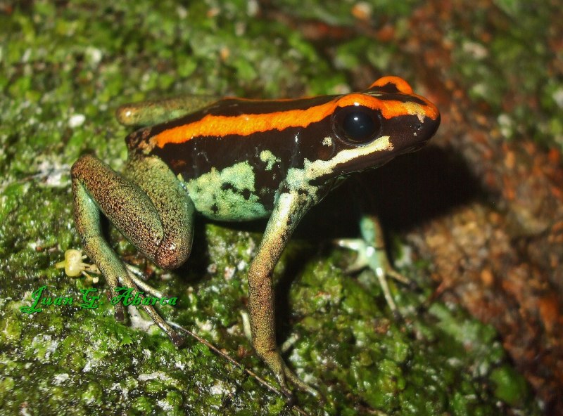 Полосатый листолаз phyllobates vittatus