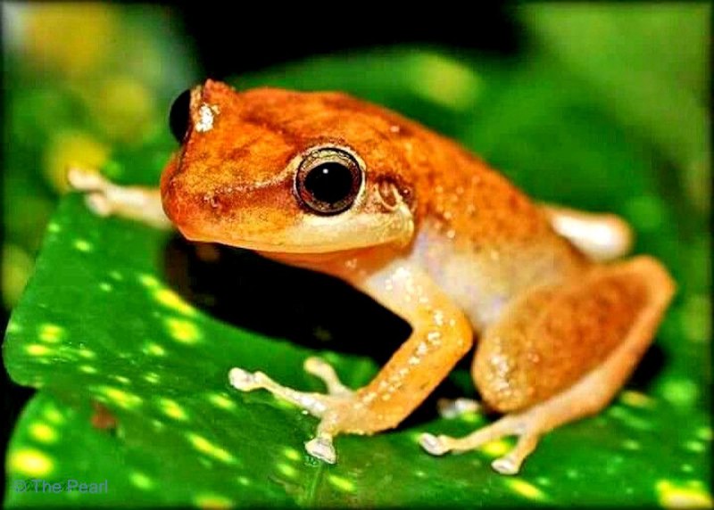 Крошечная лягушка Eleutherodactylus Coqui