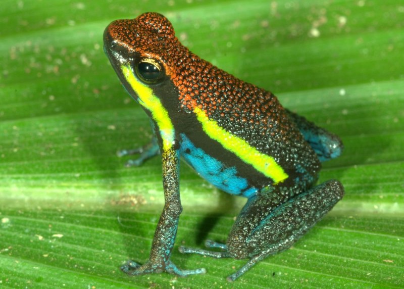 Полосатый листолаз phyllobates vittatus