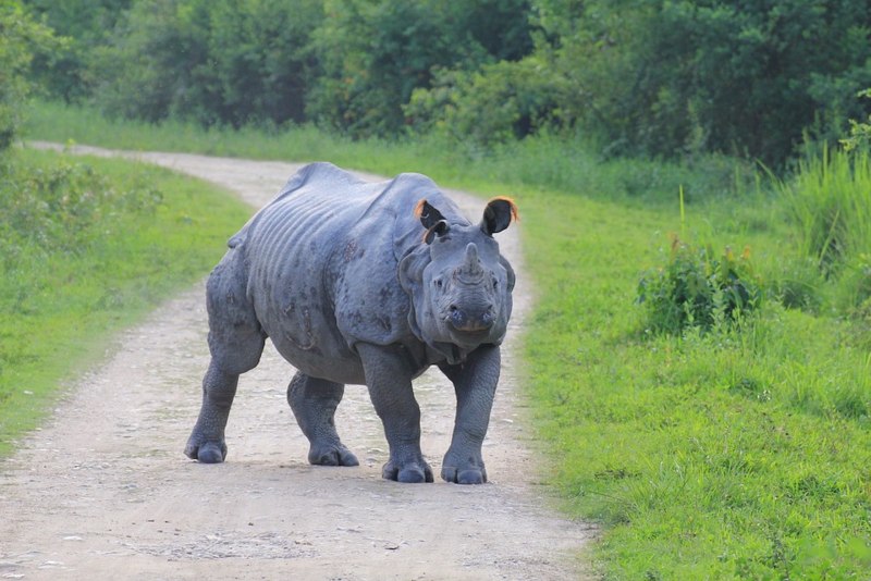 Китайский носорог (63 фото)