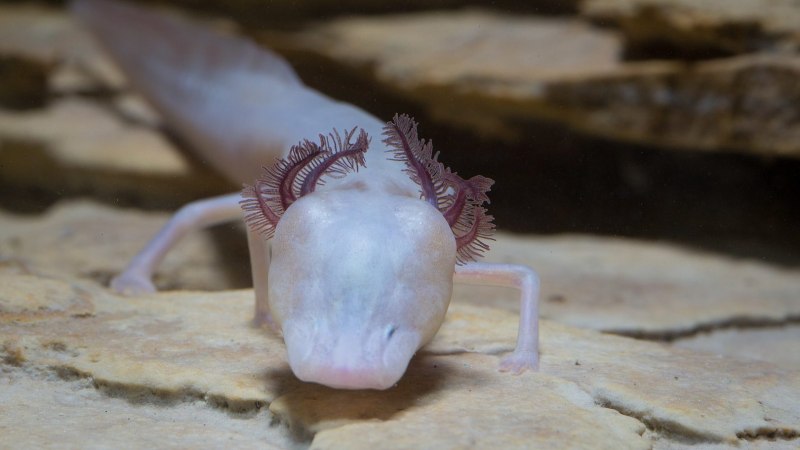 Texas Blind Salamander