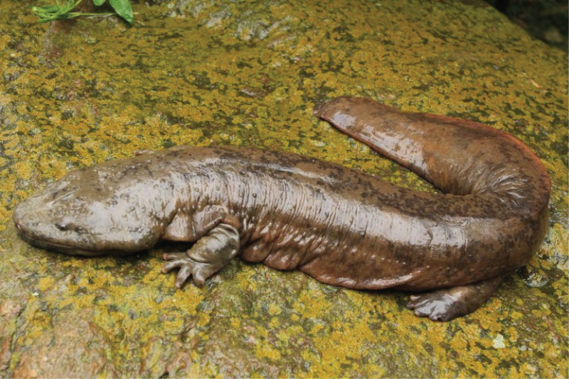 Telephorus fuscus