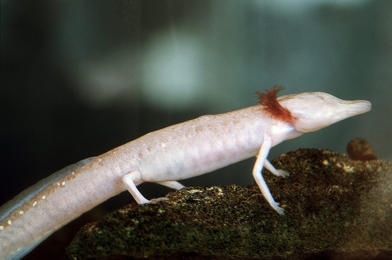 Eurycea rathbuni