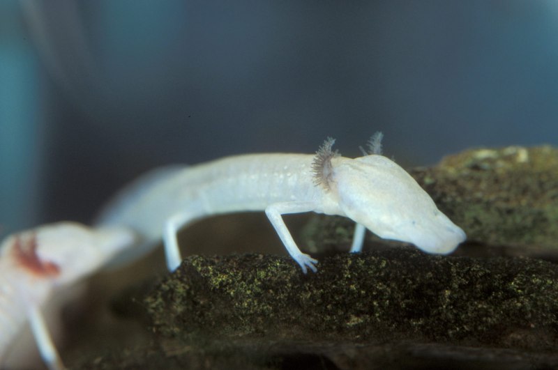 Eurycea rathbuni