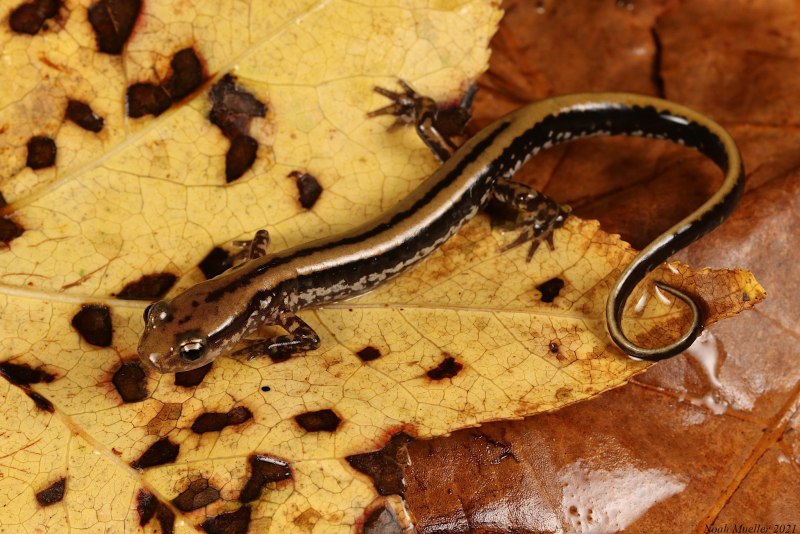 Европейского протея, Proteus anguinus