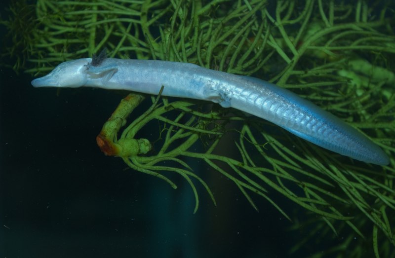 Eurycea rathbuni