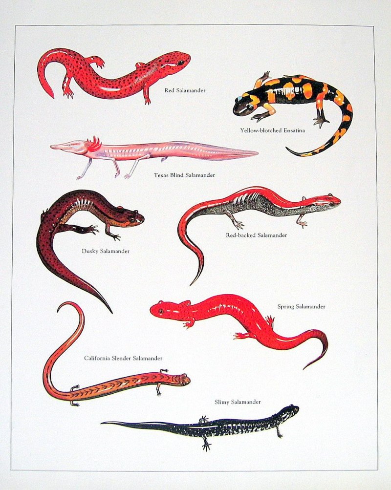 Regenirauia of tailed Amphibians