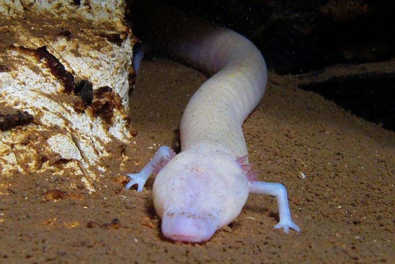 Ambystoma tigrinum Illinois