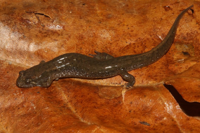 Eurycea bislineata