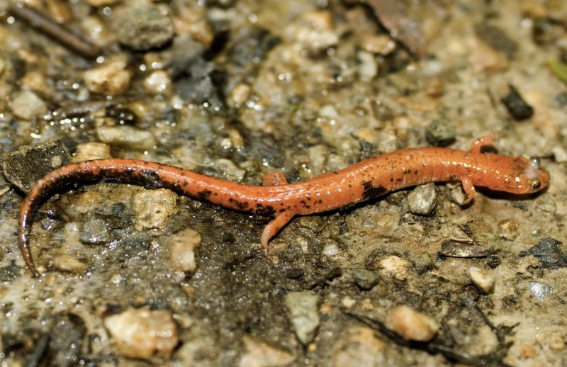 Eurycea rathbuni