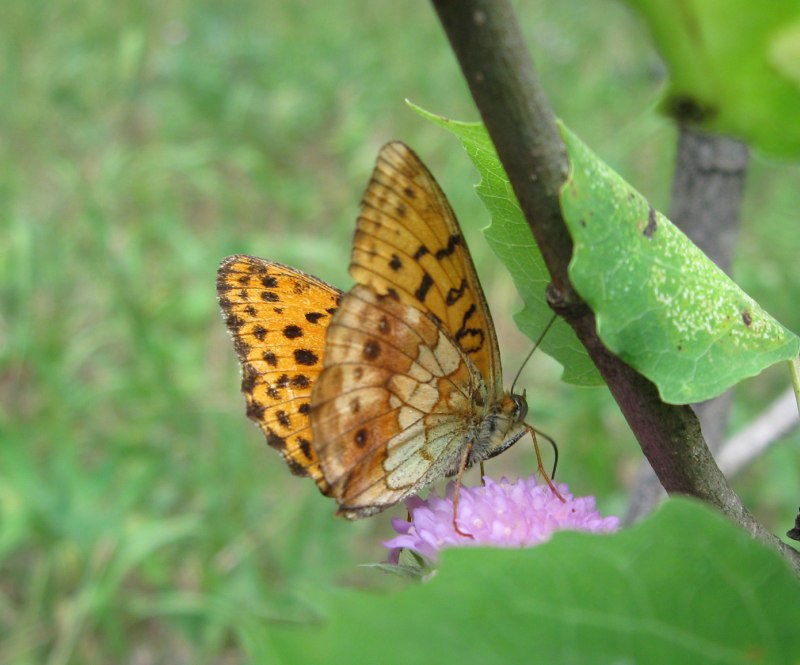 Перламутровка бабочка (78 фото)