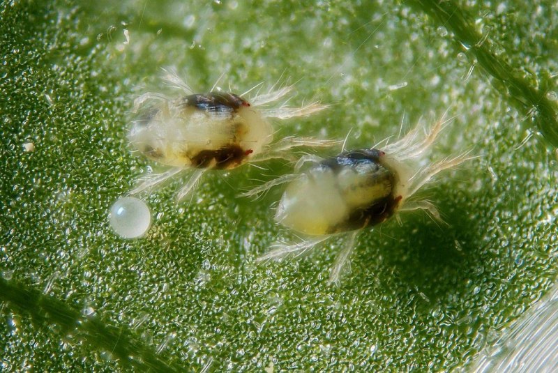 Клещ виноградный листовой Calepitrimerus Vitis Nalepa