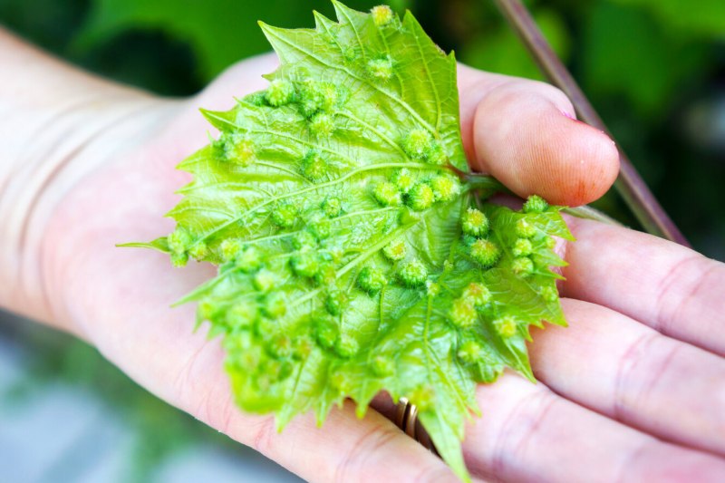 Филлоксера (Viteus vitifoliae (Fitch.))