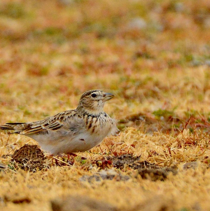 Степной Жаворонок (Melanocorypha Calandra)