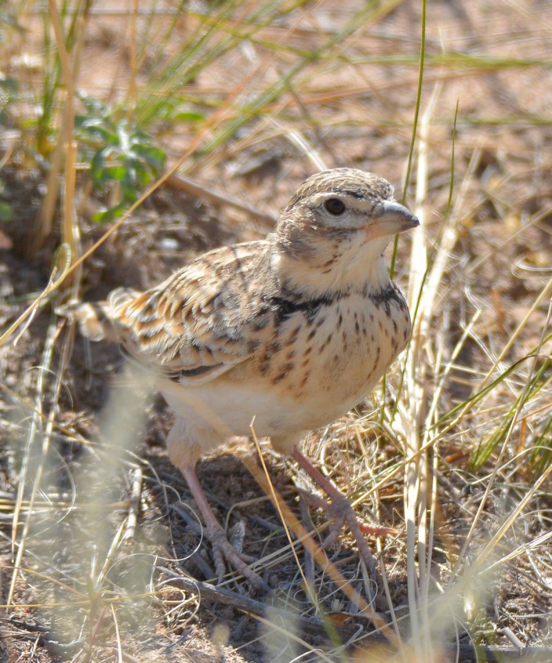 Melanocorypha Calandra