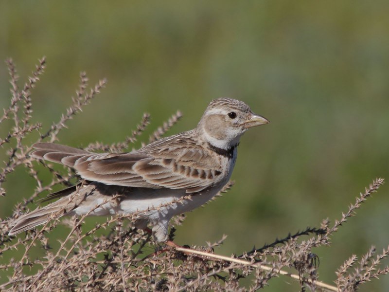 Melanocorypha Calandra