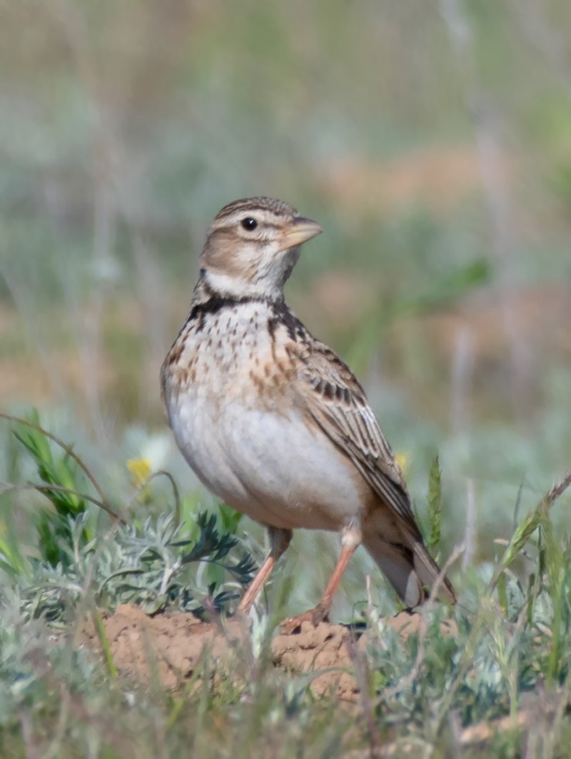 Melanocorypha Calandra