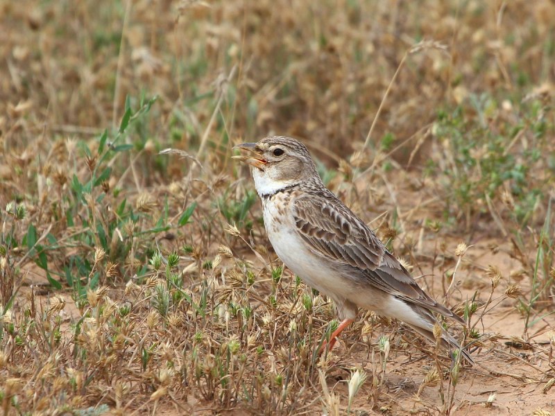 Степной Жаворонок (Melanocorypha Calandra)