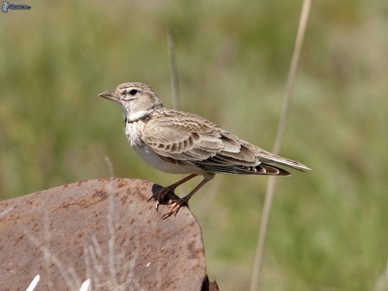 Степной Жаворонок (Melanocorypha Calandra)