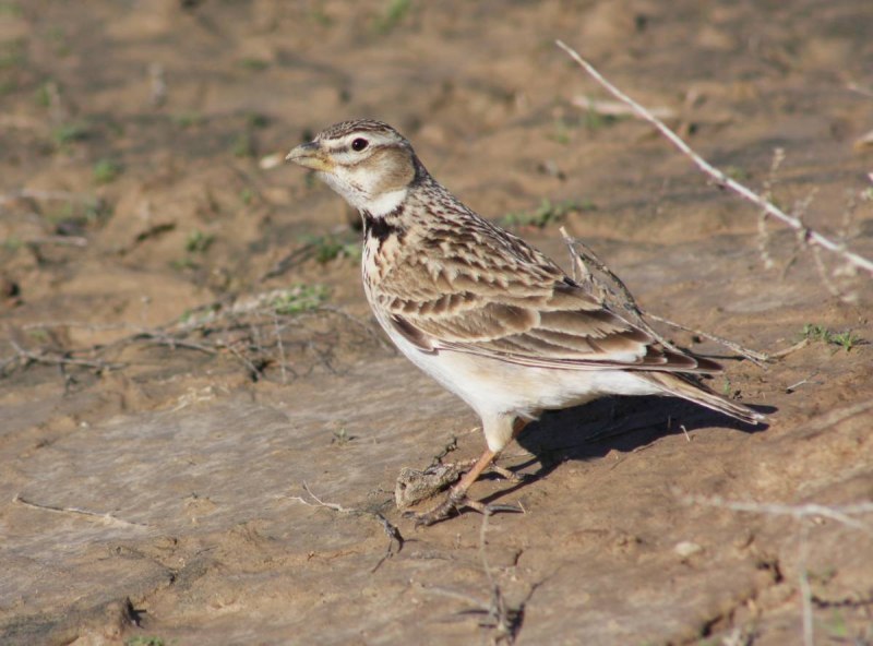 Melanocorypha Calandra