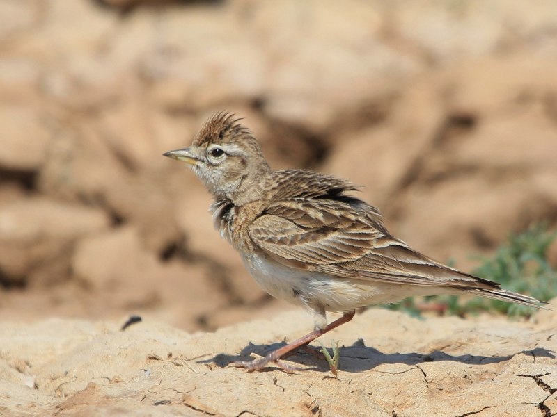 Melanocorypha Calandra