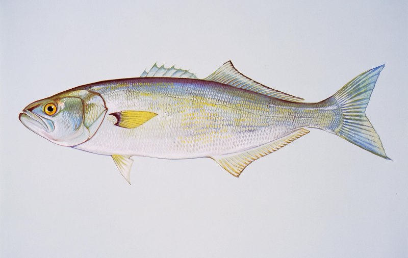 Кафельник (Tilefish)