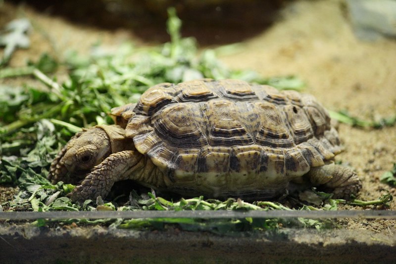 Leopard Tortoise