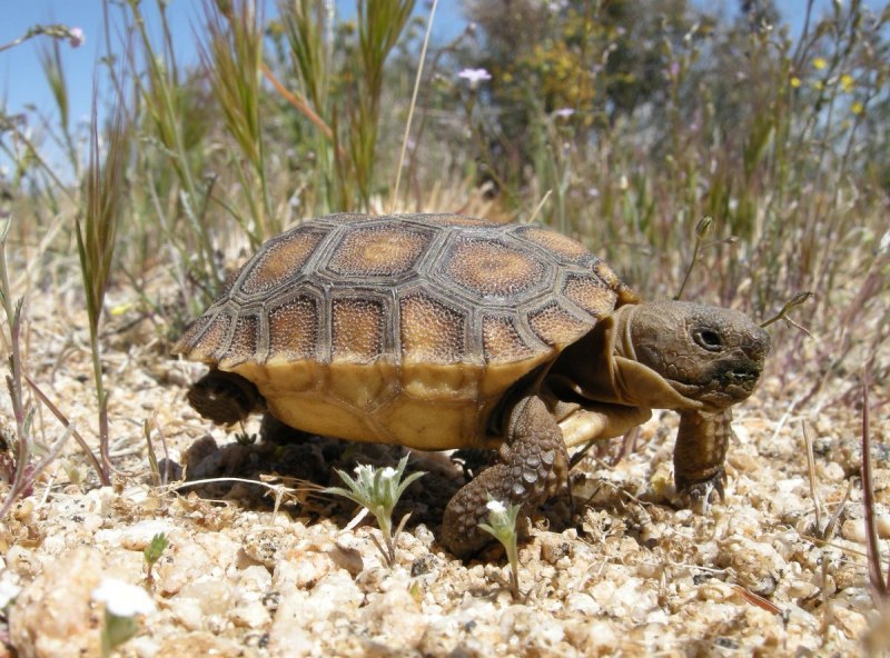 Geoclemys hamiltonii