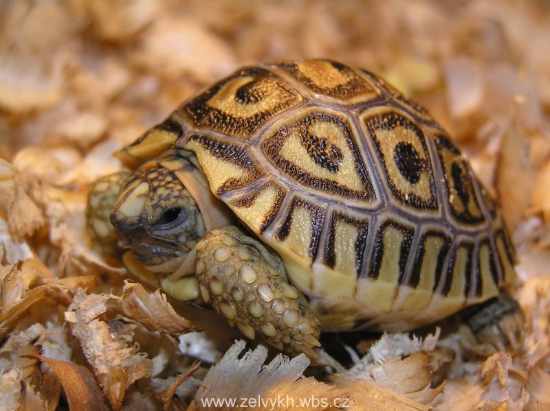 Testudo oculifera