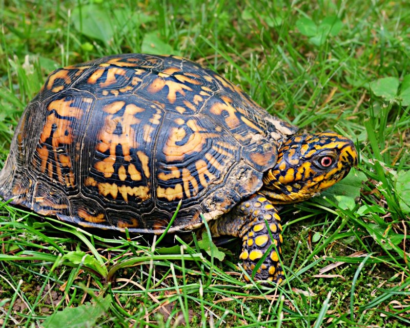Geoclemys hamiltonii