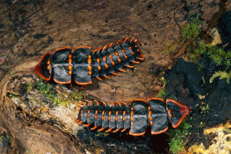 Trilobite Beetle Жук