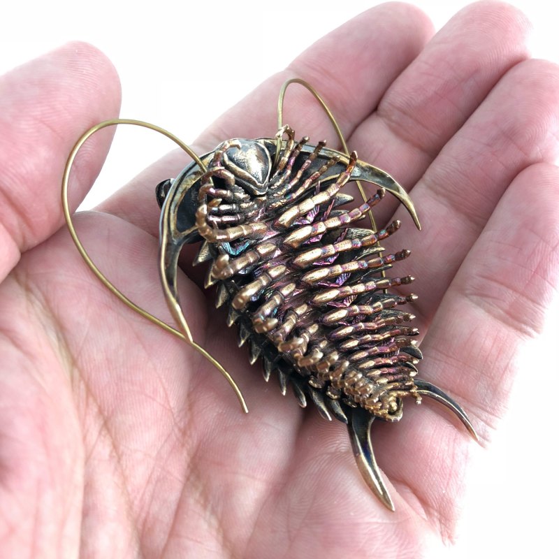 Polyzosteria Mitchelli (mardi gras Cockroach)
