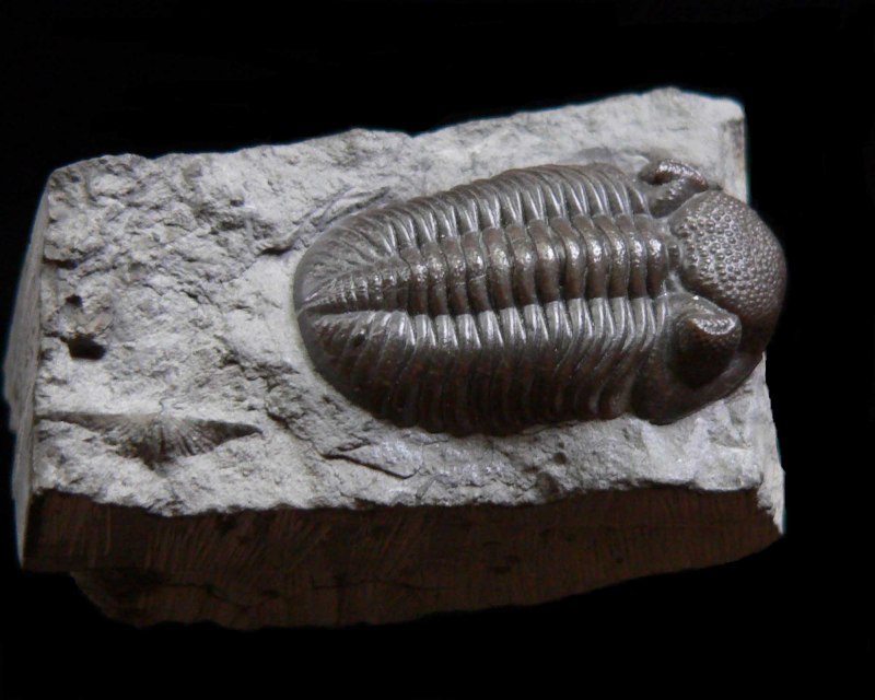 Polyzosteria Mitchelli таракан
