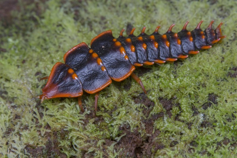 Platerodrilus paradoxus