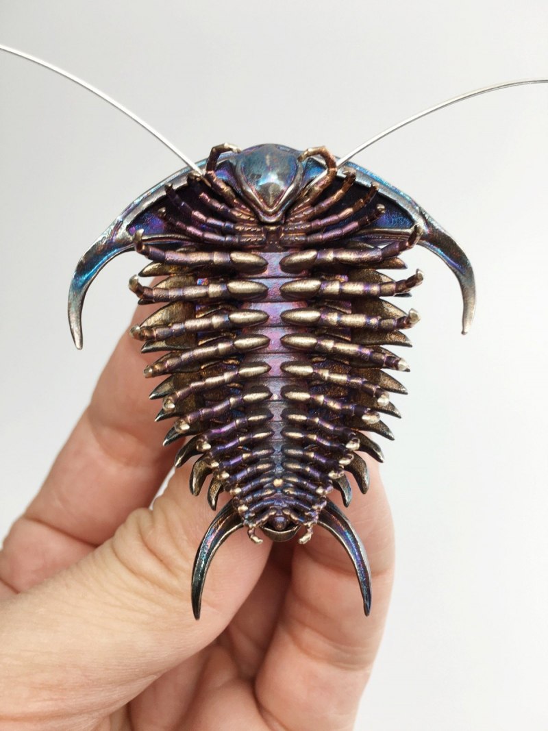 Platerodrilus paradoxus