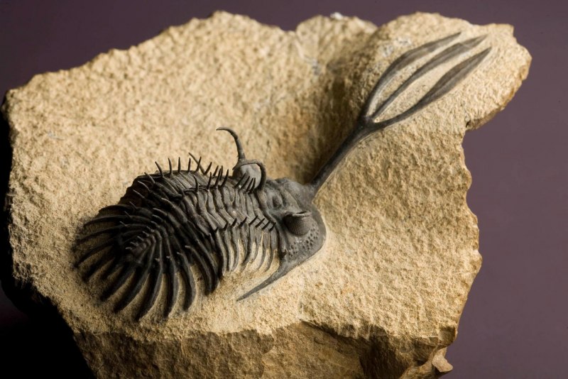Ceratogyrus Трилобит