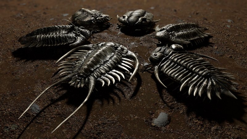 Arthropod 600