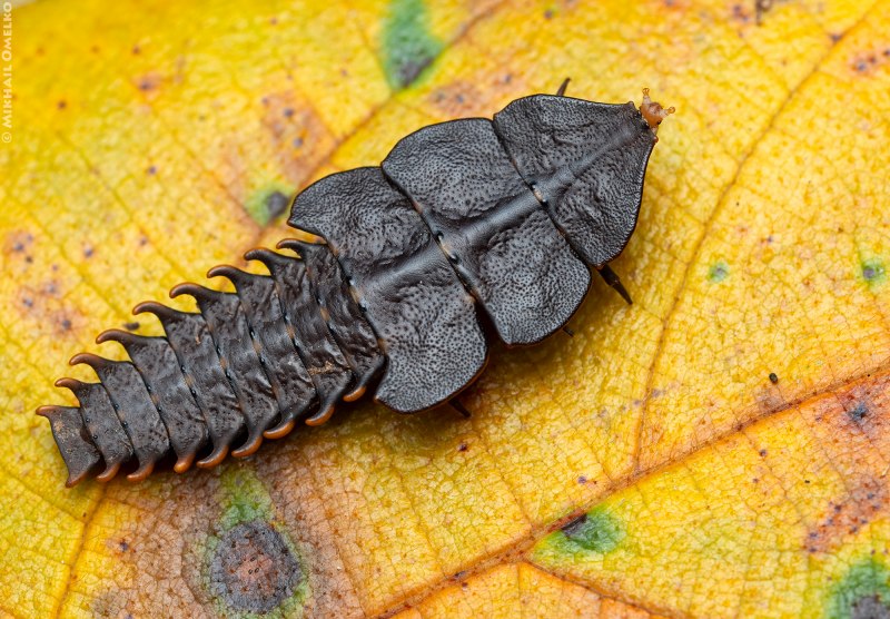 Жук Трилобит (Trilobite Beetle)