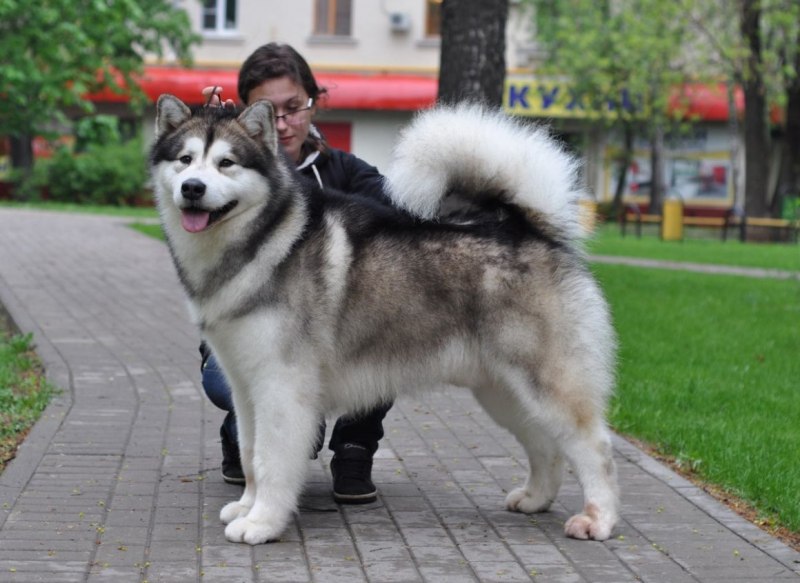 Аляскинский маламут большой