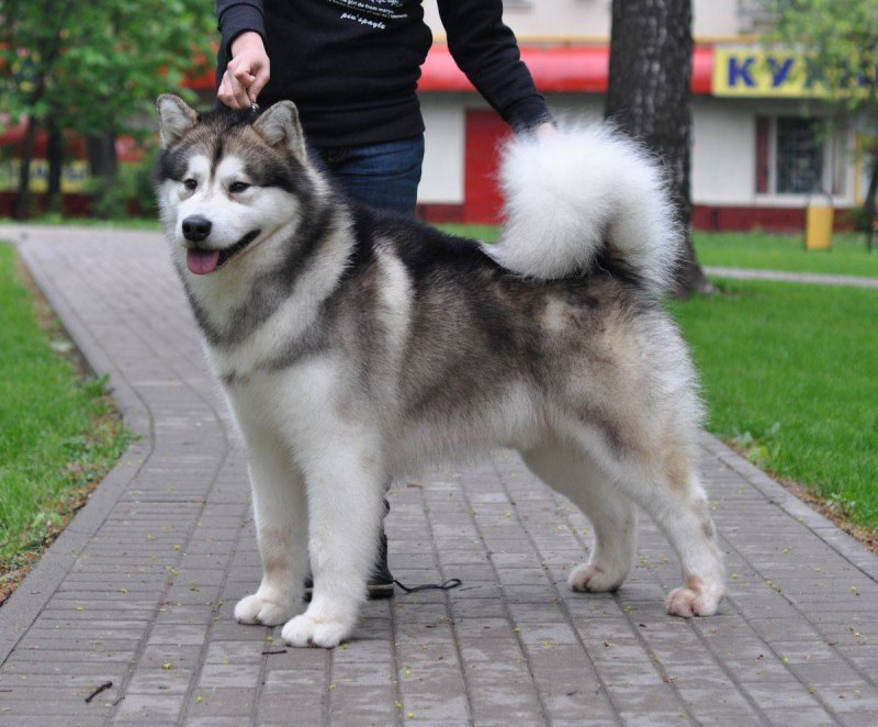 Аляскинский маламут большой